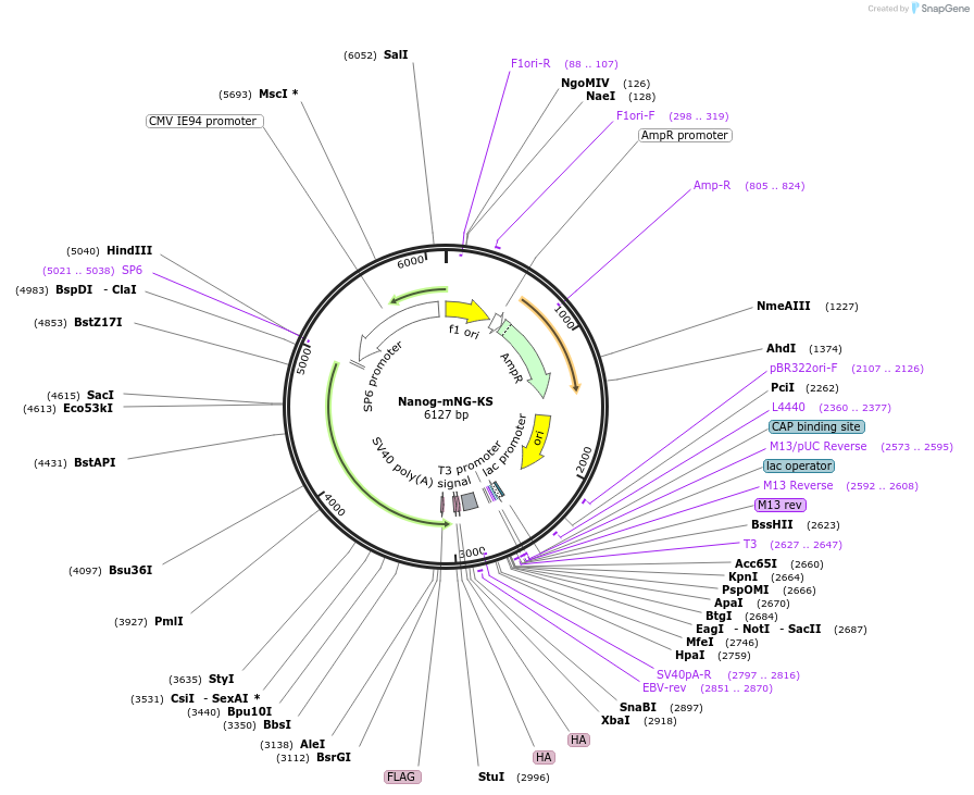 238298-plasmid-map-sequence-id-474423