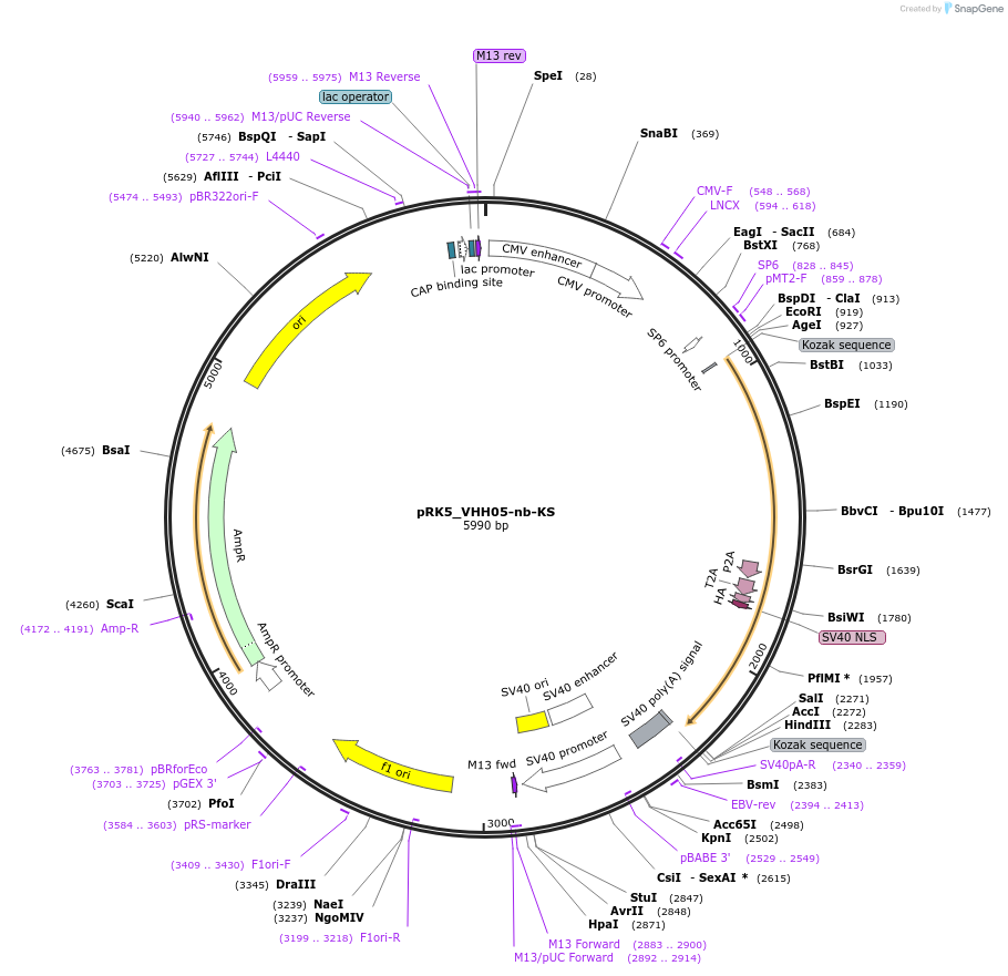 238270-plasmid-map-sequence-id-474425