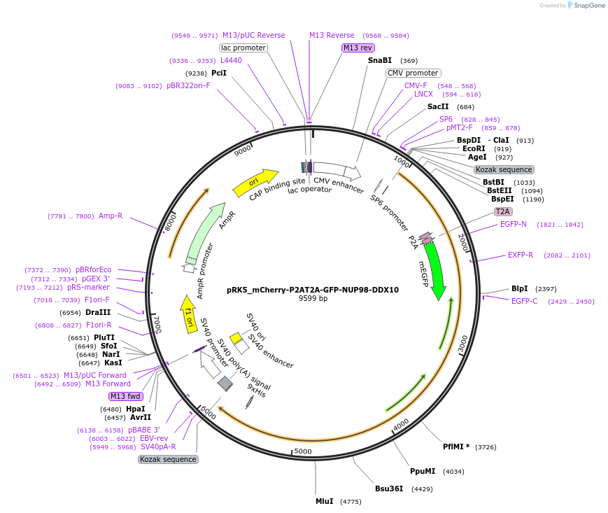238284-plasmid-map-sequence-id-474426