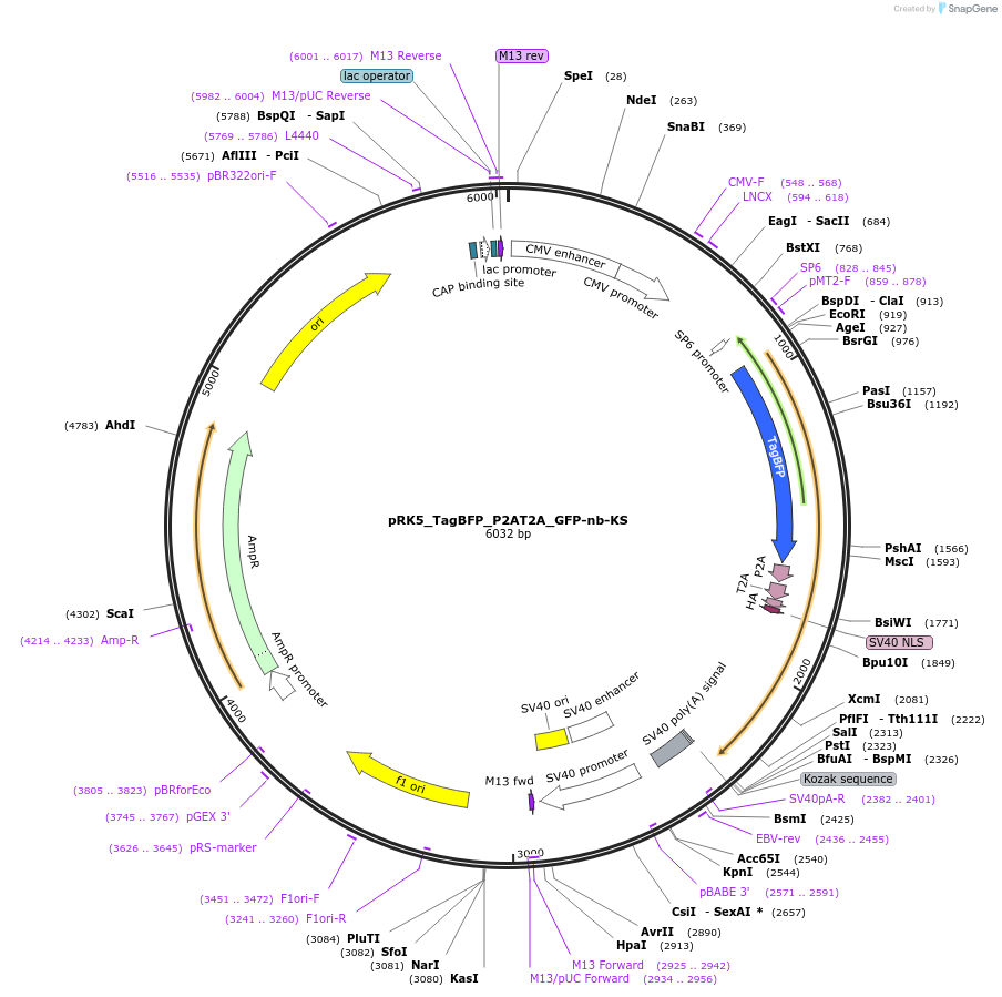 238274-plasmid-map-sequence-id-474427