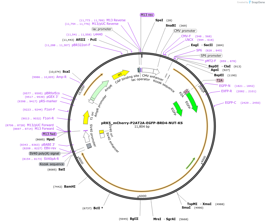 238282-plasmid-map-sequence-id-474428