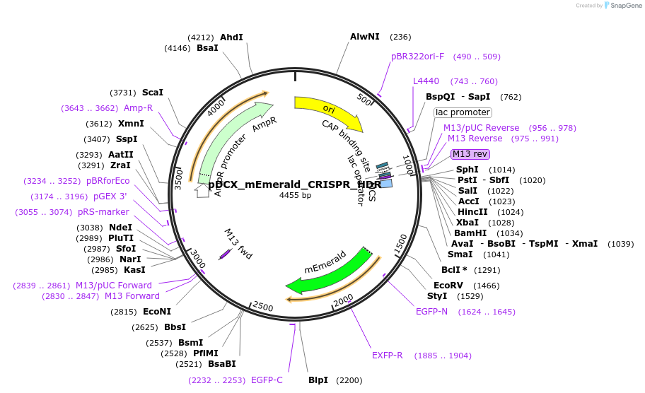 239331-plasmid-map-sequence-id-474429