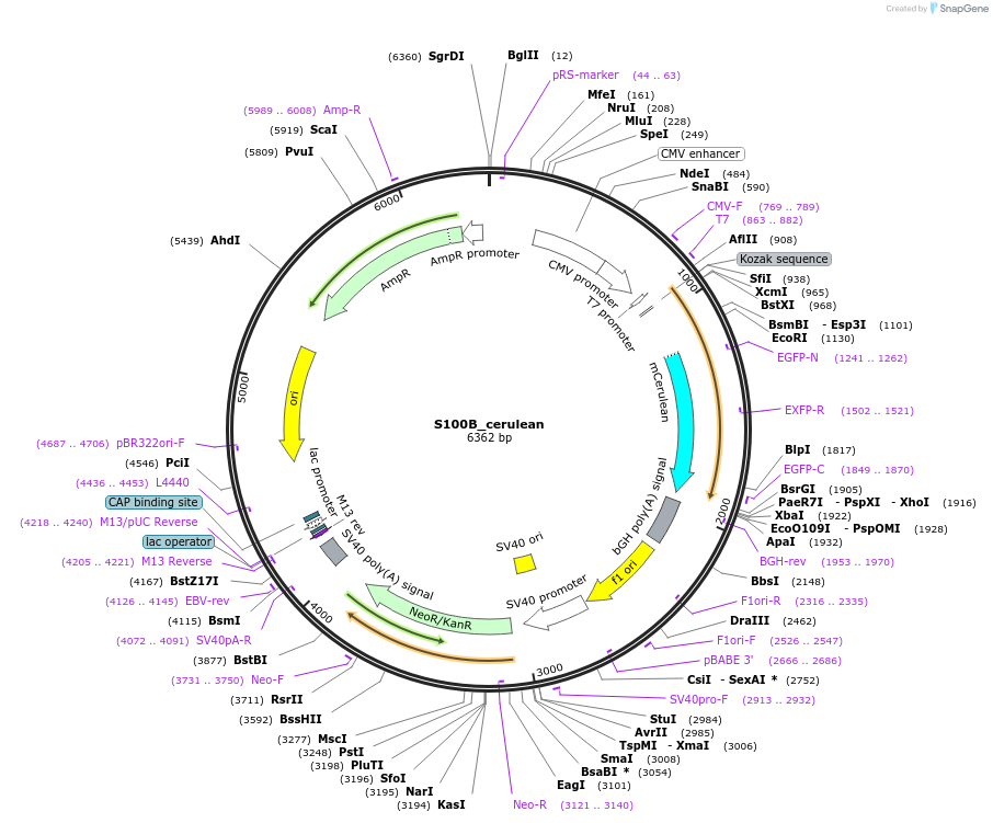 174010-plasmid-map-sequence-id-474431