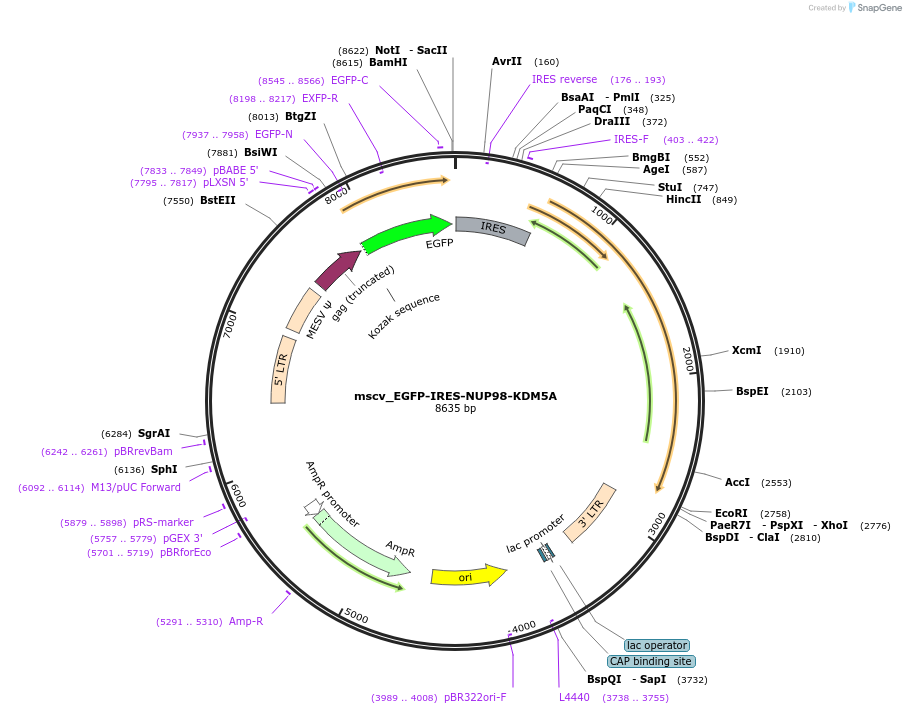 238289-plasmid-map-sequence-id-474432
