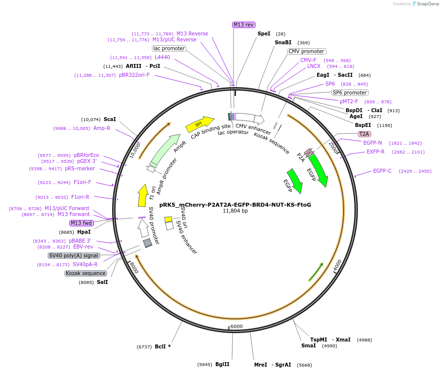 238283-plasmid-map-sequence-id-474433