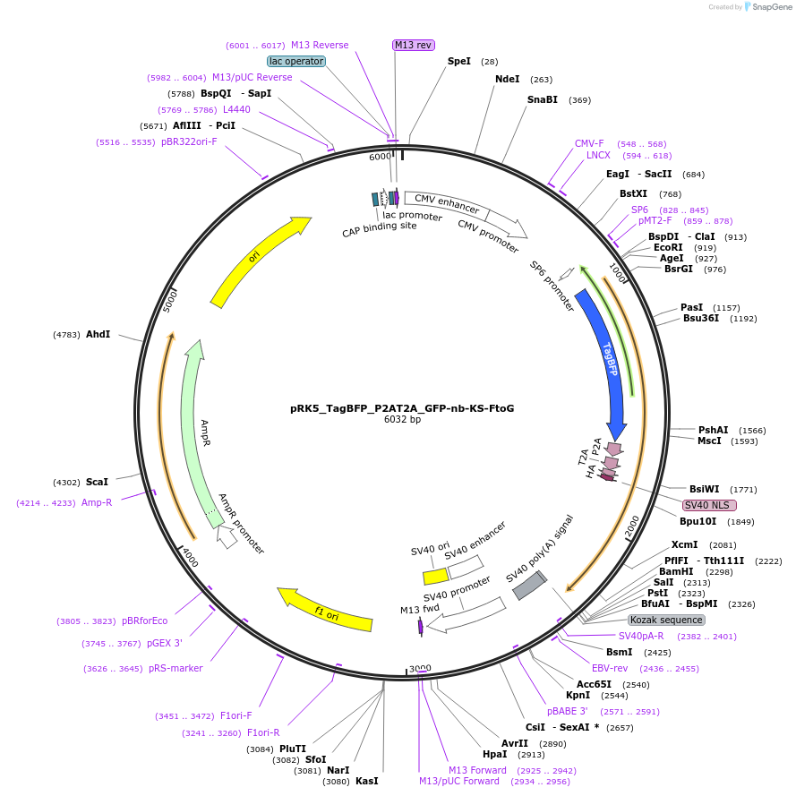238275-plasmid-map-sequence-id-474434