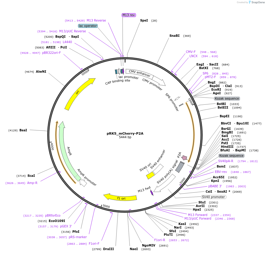 238231-plasmid-map-sequence-id-474435