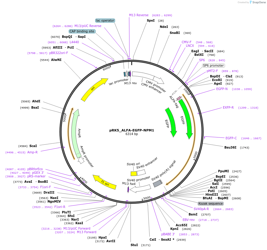238261-plasmid-map-sequence-id-474438