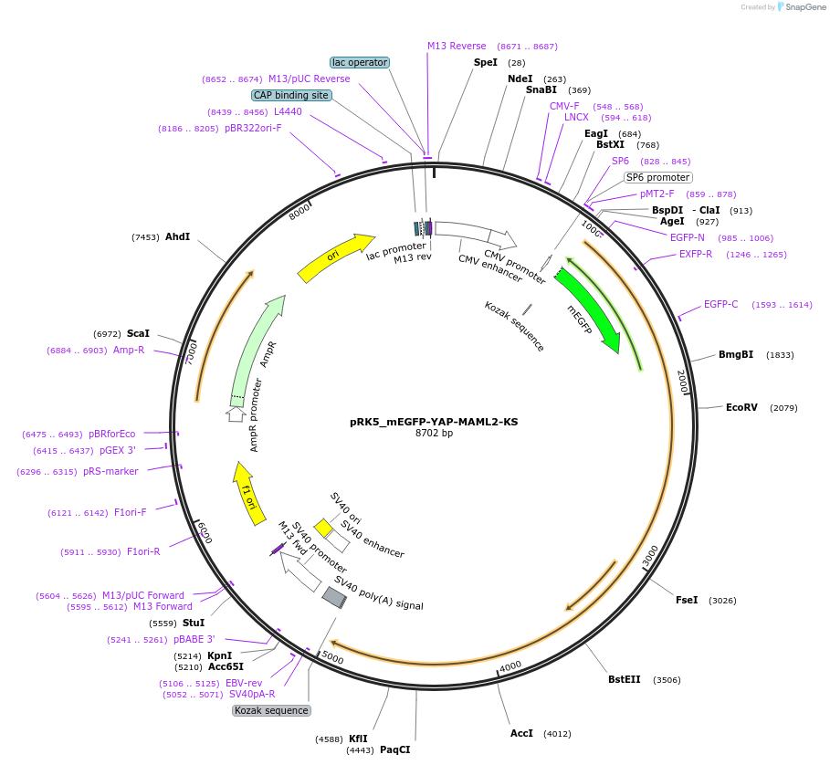 238276-plasmid-map-sequence-id-474442