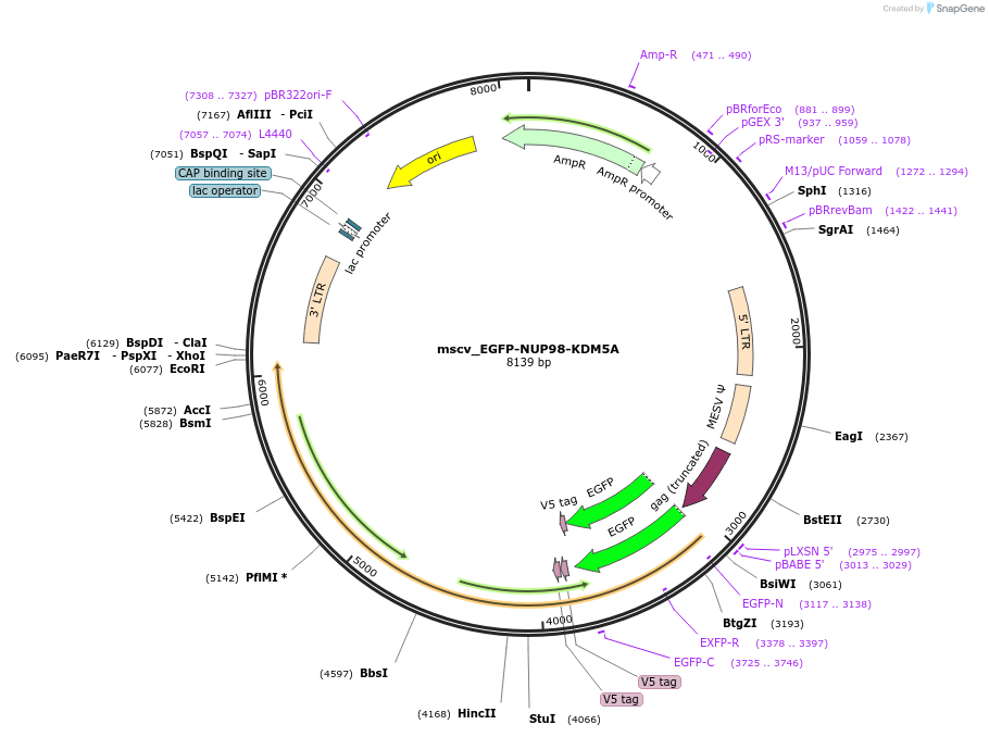 238293-plasmid-map-sequence-id-474445