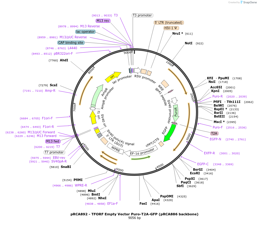238180-plasmid-map-sequence-id-474446