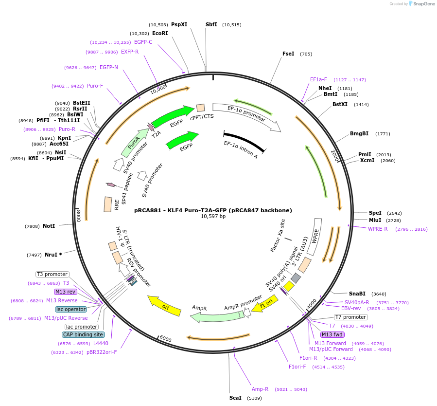 238182-plasmid-map-sequence-id-474447