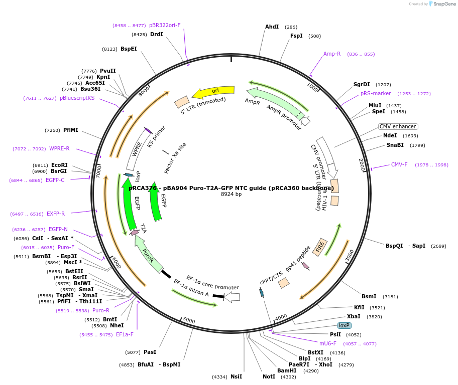 238167-plasmid-map-sequence-id-474452