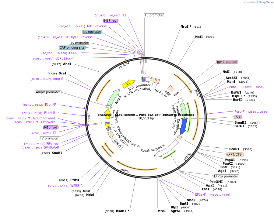 238184-plasmid-map-sequence-id-474458