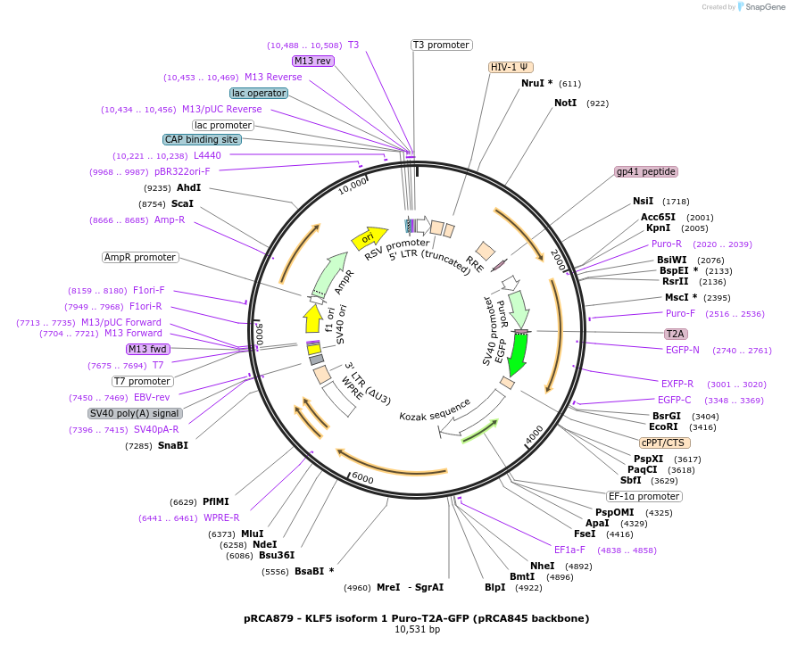 238181-plasmid-map-sequence-id-474459
