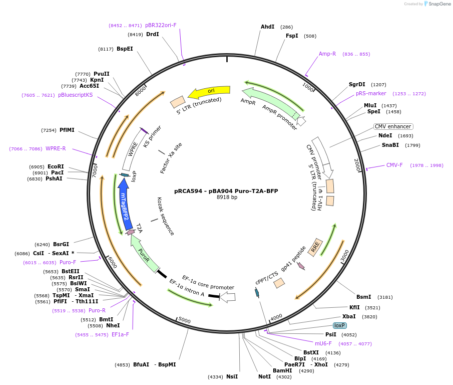 238170-plasmid-map-sequence-id-474460