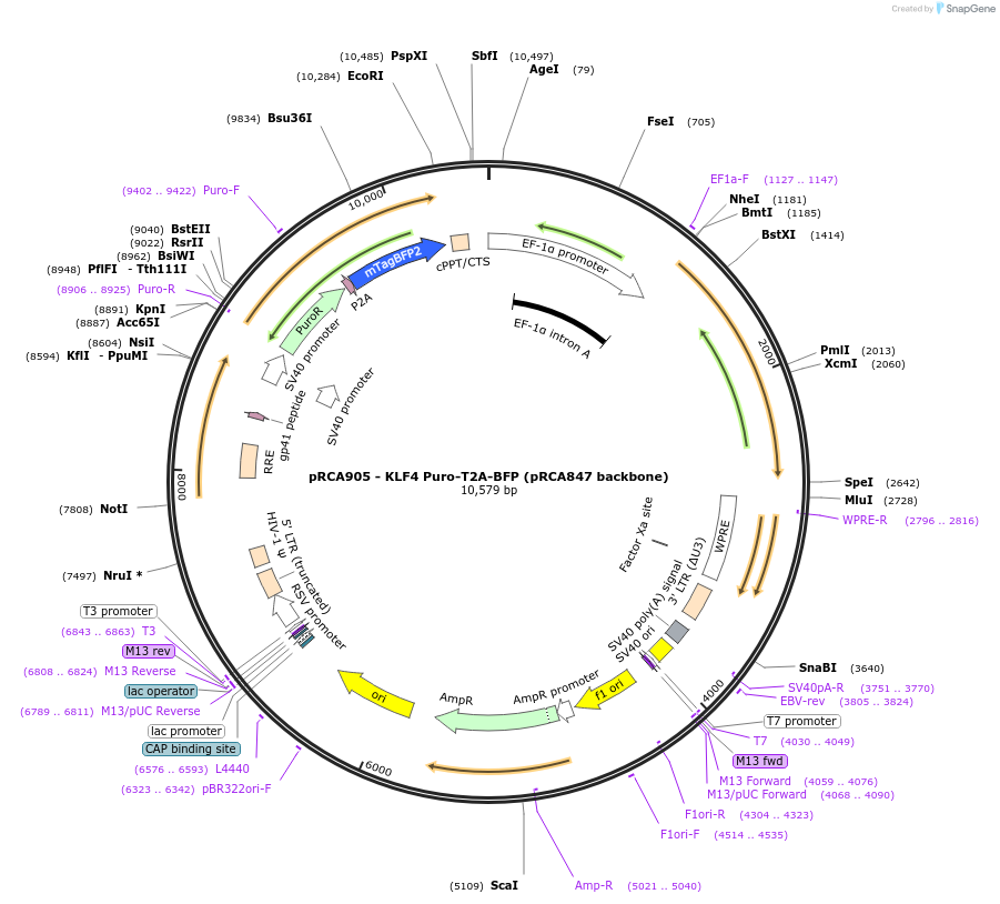 238185-plasmid-map-sequence-id-474461