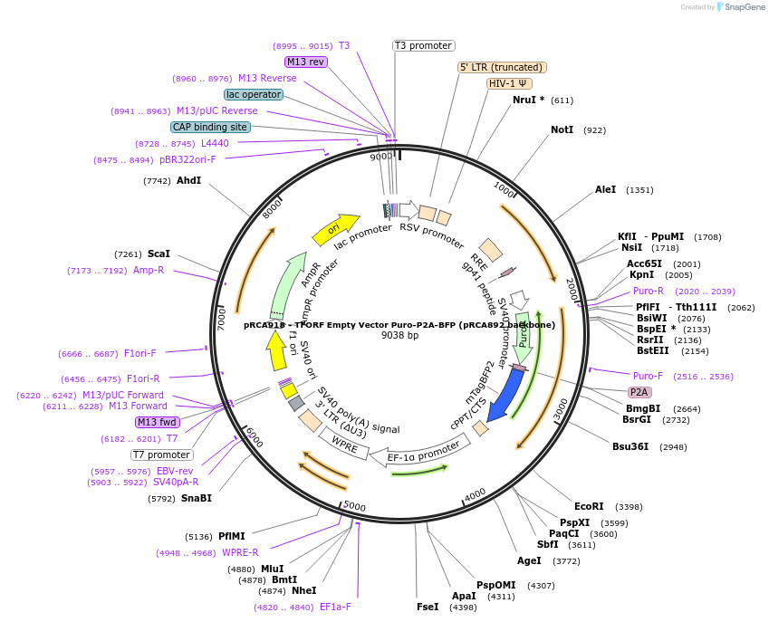 238183-plasmid-map-sequence-id-474463