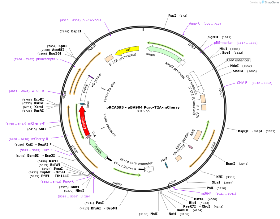 238171-plasmid-map-sequence-id-474464