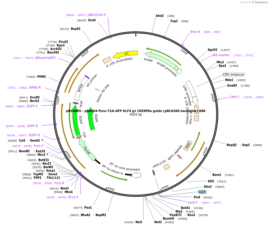 238174-plasmid-map-sequence-id-474465
