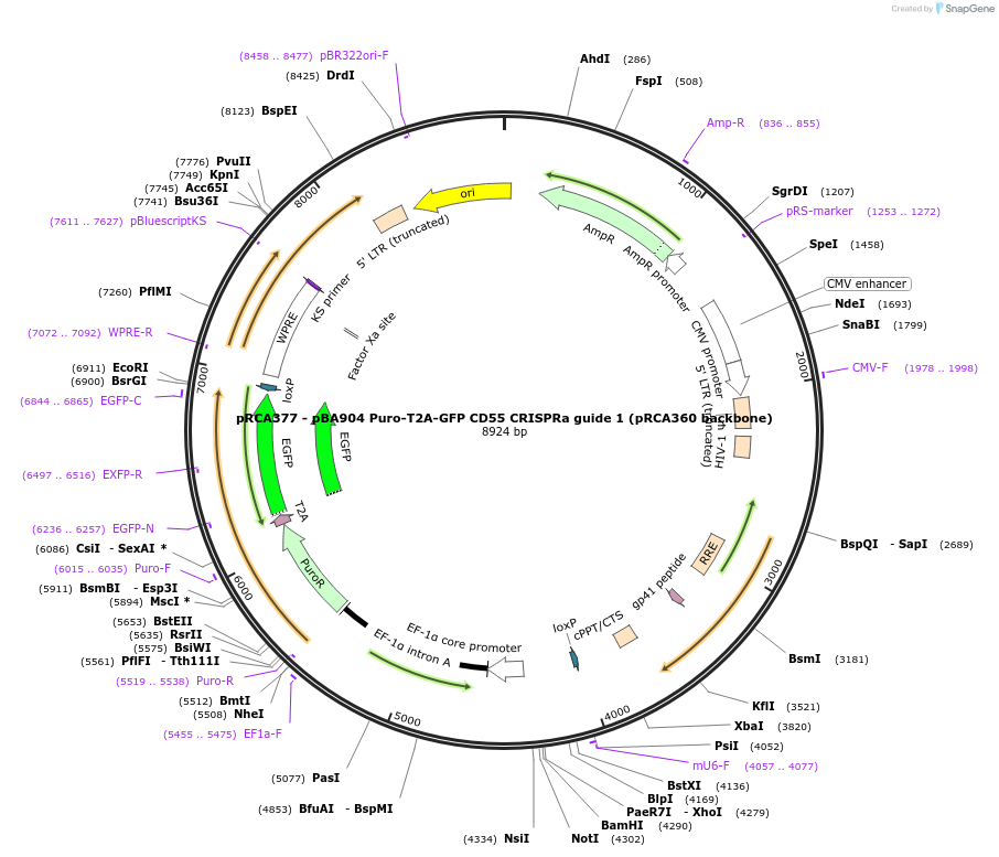 238168-plasmid-map-sequence-id-474466