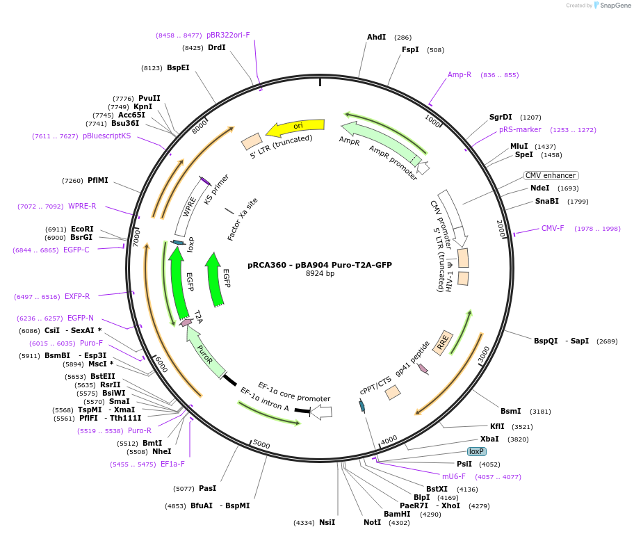 238164-plasmid-map-sequence-id-474467