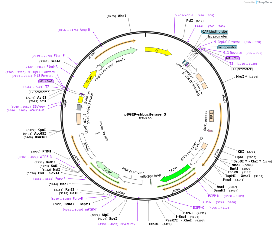 239617-plasmid-map-sequence-id-474468