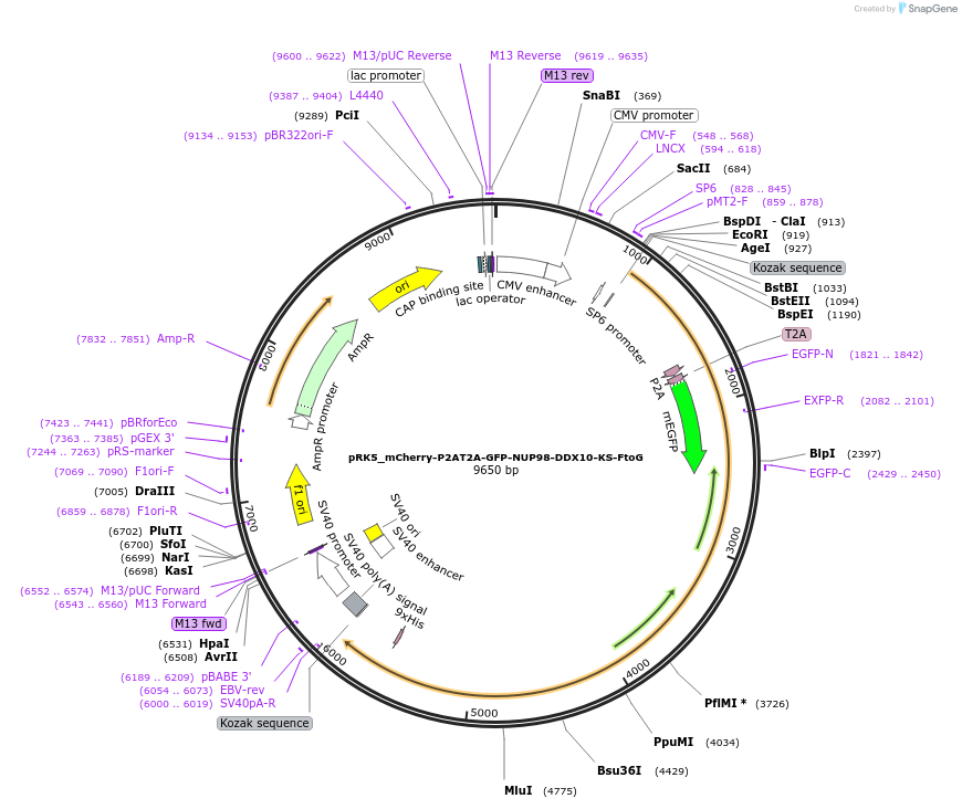 238286-plasmid-map-sequence-id-474472