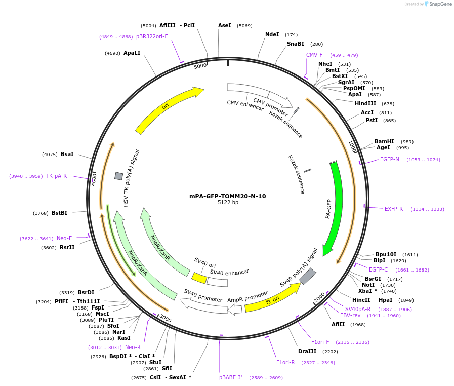 57158-plasmid-map-sequence-id-474474