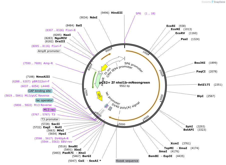 233883-plasmid-map-sequence-id-474490
