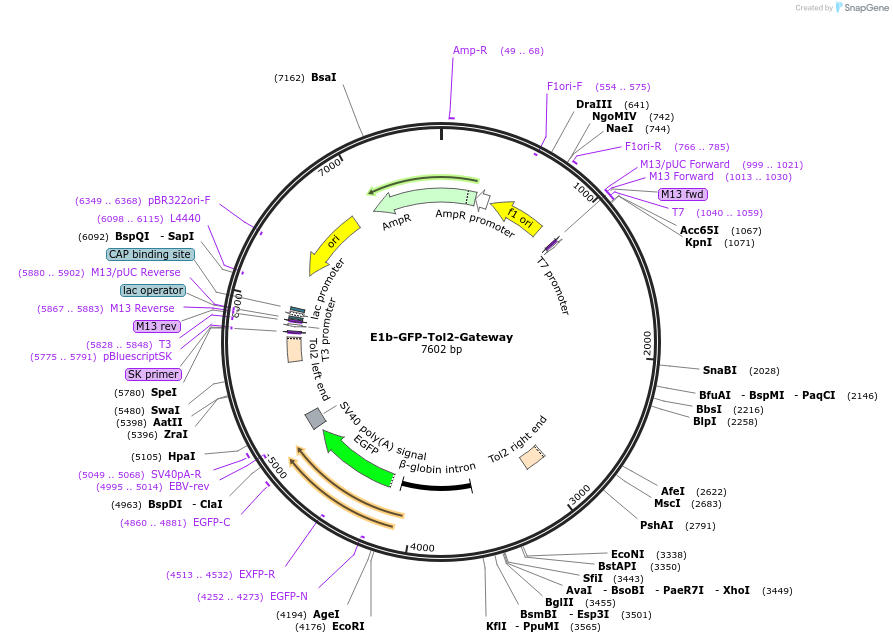 37846-plasmid-map-sequence-id-47452