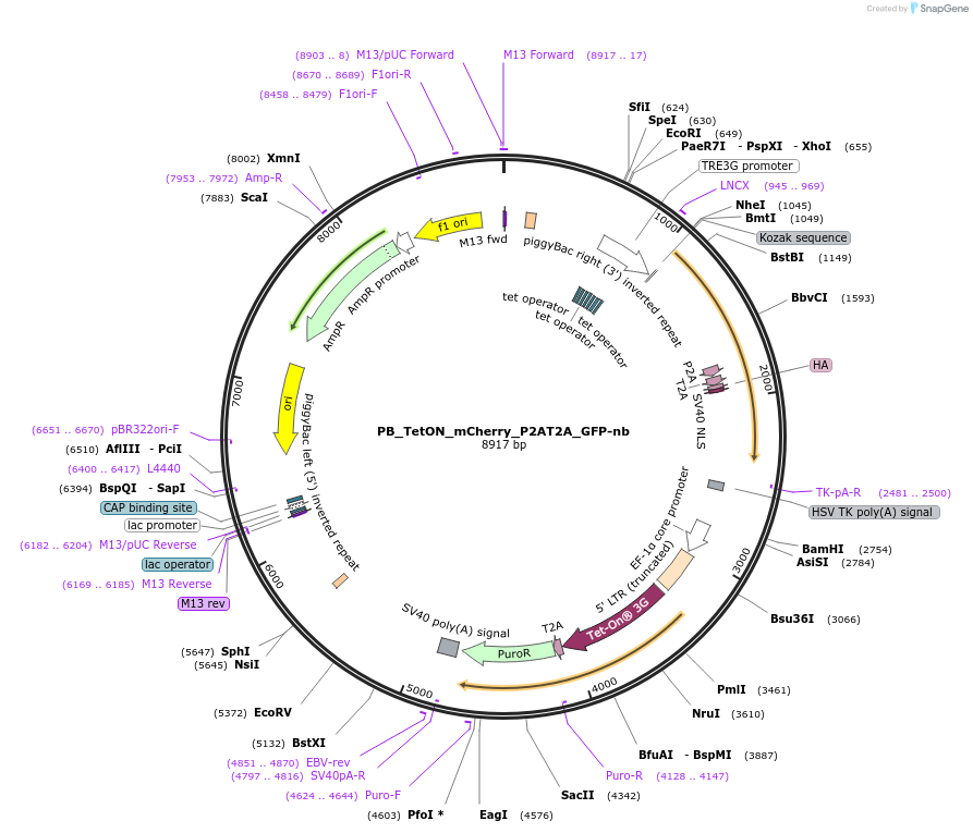 238239-plasmid-map-sequence-id-474521