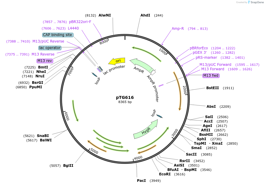 237391-plasmid-map-sequence-id-474525