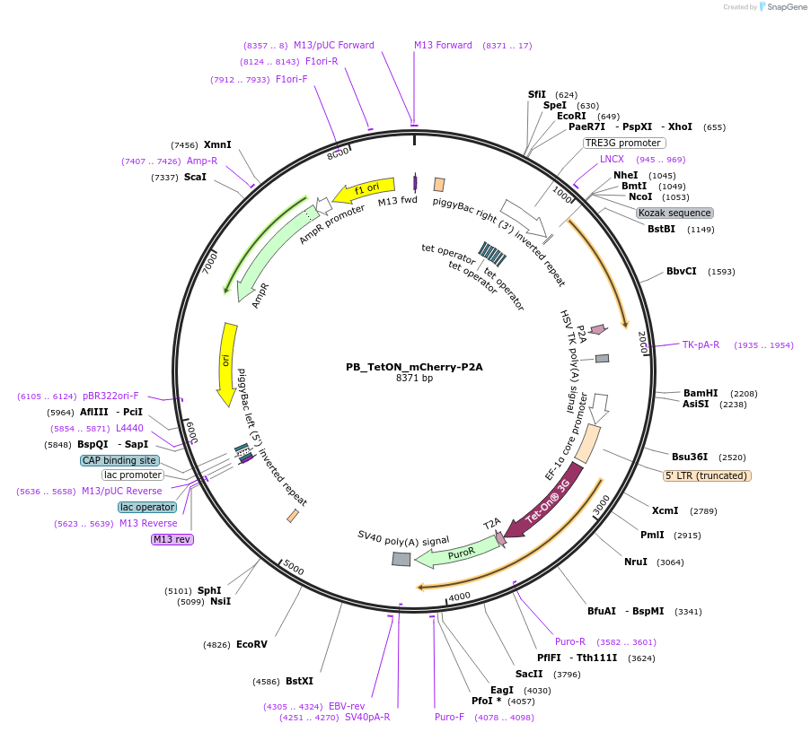 238238-plasmid-map-sequence-id-474528