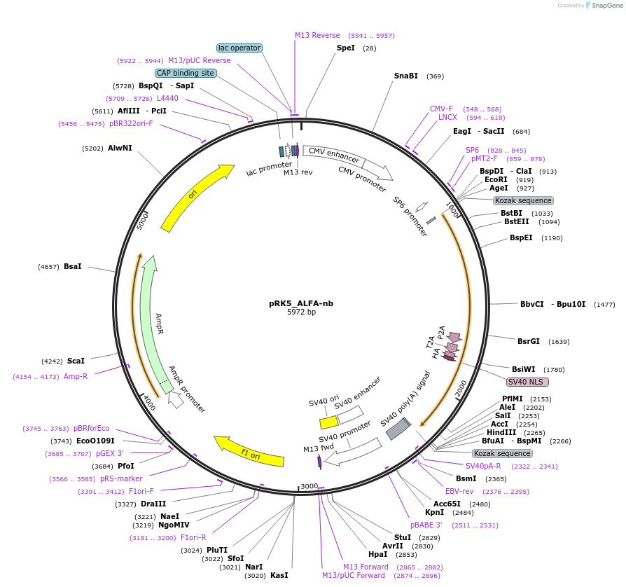 238262-plasmid-map-sequence-id-474532