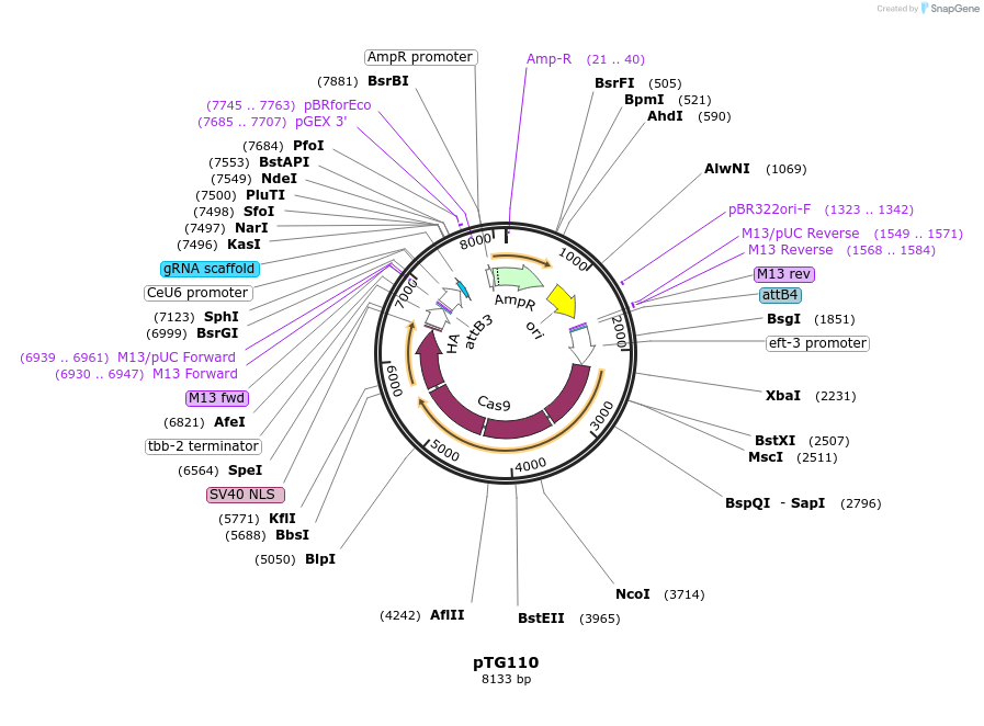 237396-plasmid-map-sequence-id-474534