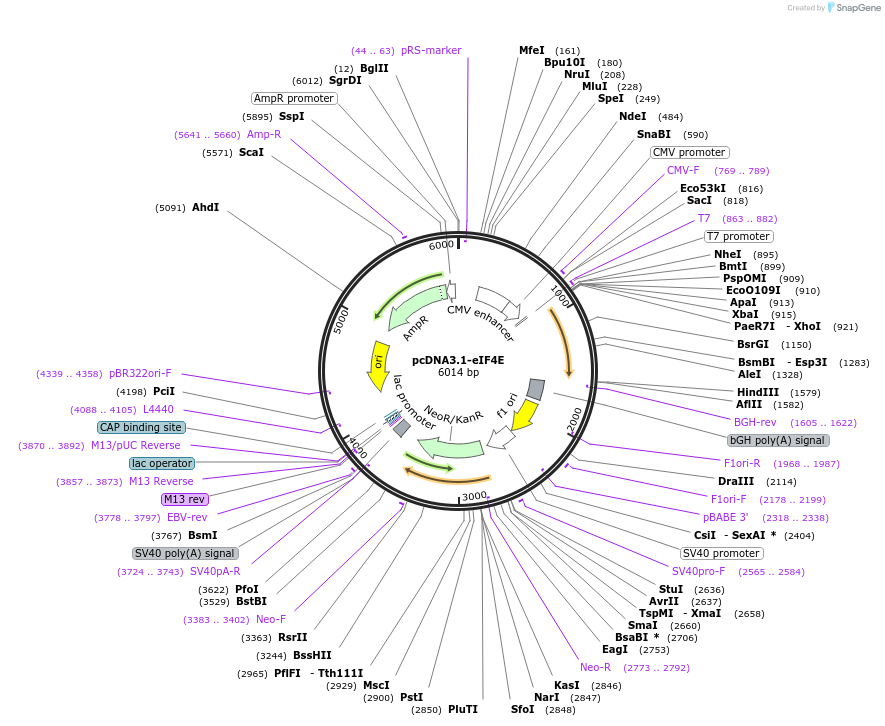 232336-plasmid-map-sequence-id-474535