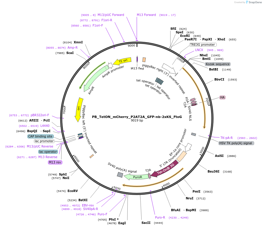 238244-plasmid-map-sequence-id-474536