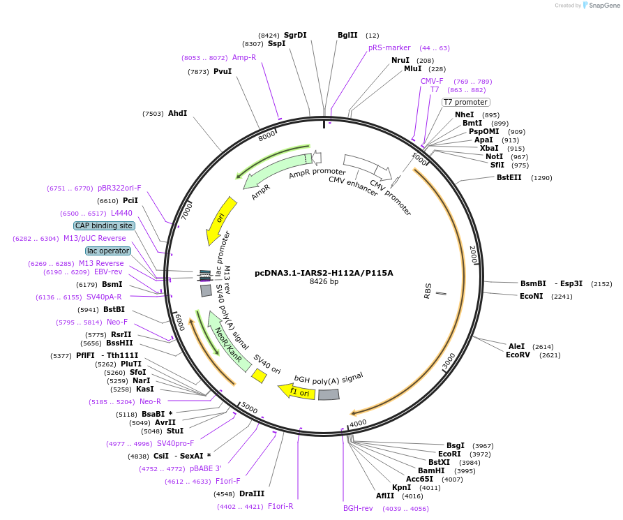 232338-plasmid-map-sequence-id-474537