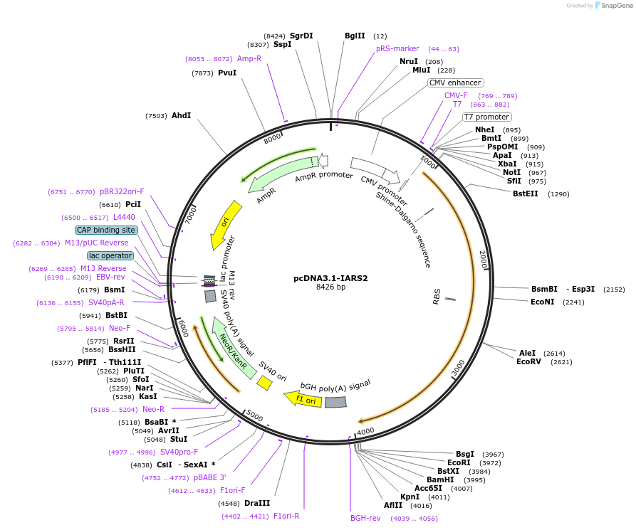 232337-plasmid-map-sequence-id-474538