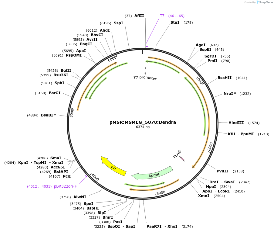 167375-plasmid-map-sequence-id-474540