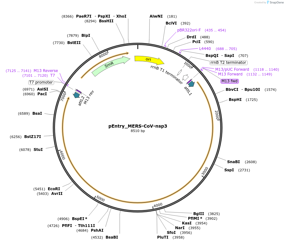 168838-plasmid-map-sequence-id-474558