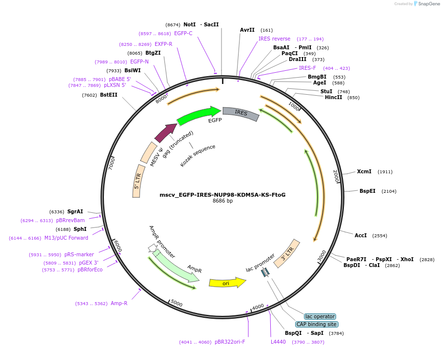 238292-plasmid-map-sequence-id-474560