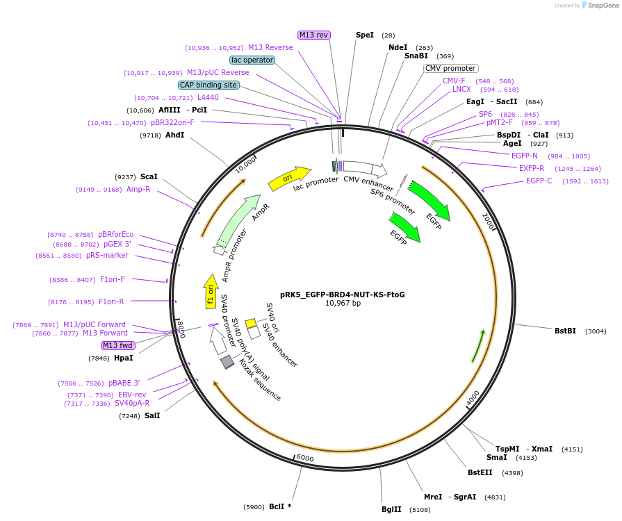 238256-plasmid-map-sequence-id-474561