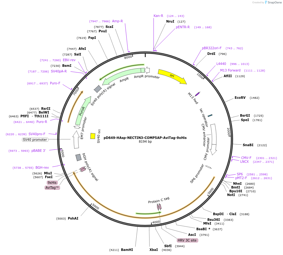 157355-plasmid-map-sequence-id-474562