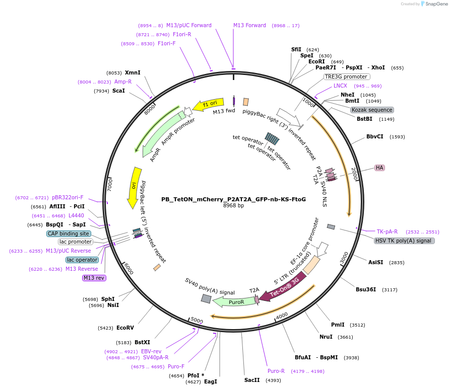 238242-plasmid-map-sequence-id-474563