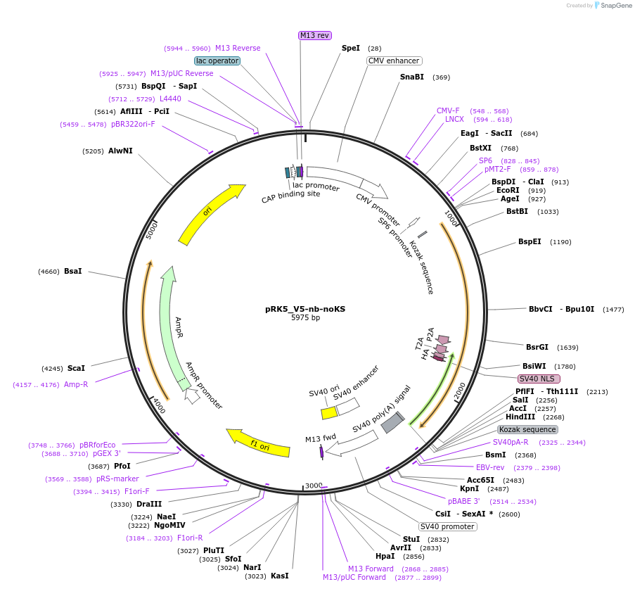 238265-plasmid-map-sequence-id-474565