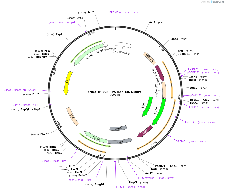 233344-plasmid-map-sequence-id-474567
