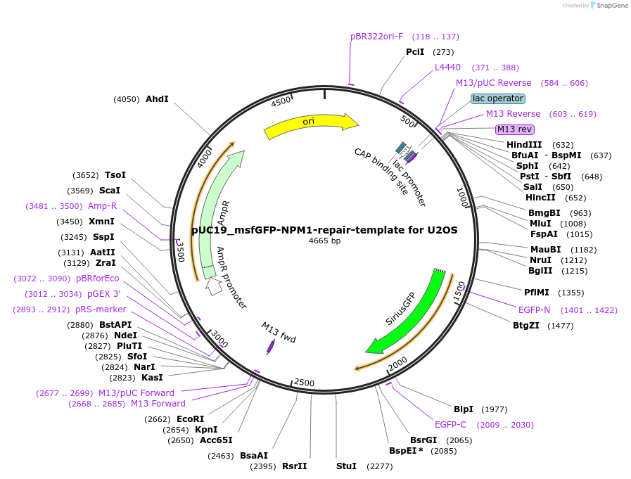 238246-plasmid-map-sequence-id-474568