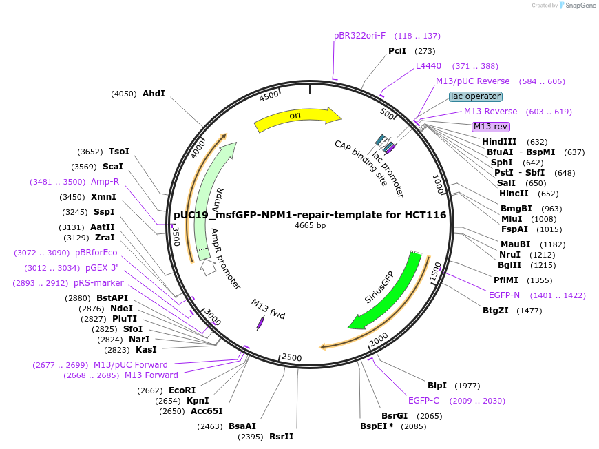 238245-plasmid-map-sequence-id-474569
